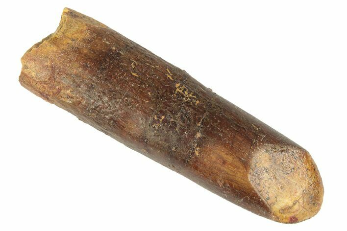 Fossil Sauropod Dinosaur (Titanosaur) Tooth - Morocco #248892